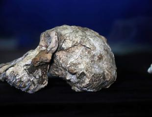 Ethiopian fossil reveals face for ancestor of famed Lucy