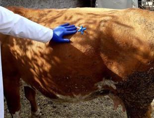 Turkish veterinarian invents first-aid tool for cattle