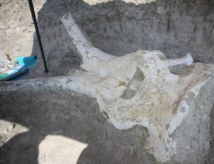 Mammoth fossil found in central Turkey