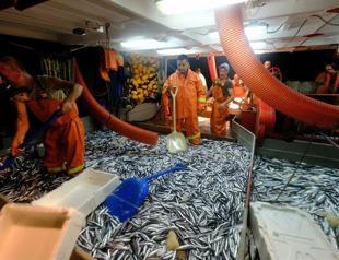 Fishermen set sail as seasonal ban ends