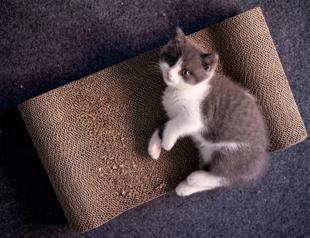 Copy cat: Chinese firm creates first cloned kitten