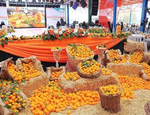 Citrus producers target 10 pct increase in exports