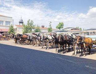 170 carriage horses died in 2019 on Princes’ Islands: Report