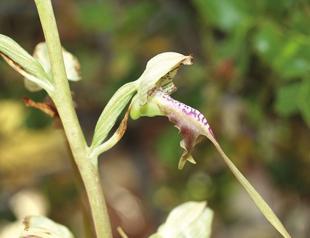 Plants in ancient Antalya sites to be taken under protection