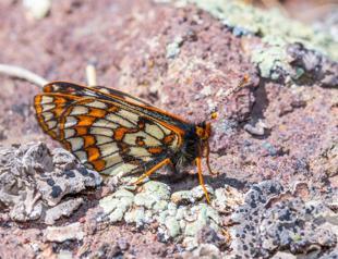 Endangered butterfly observed 50 years later