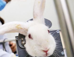 New association aims at stopping vivisection in Turkey