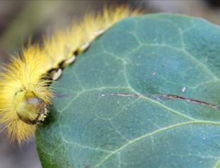Turkey combats caterpillars feeding on beech in west