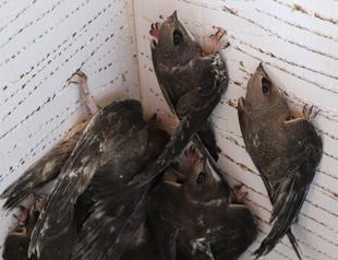 Swift birds released into nature