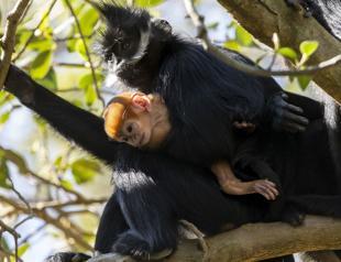 Incredibly rare monkey born at Australian zoo