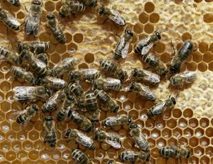 Climate change: A menace to wild bees
