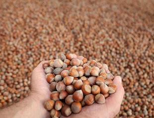 Turkeys hazelnut exports leap 75% in September