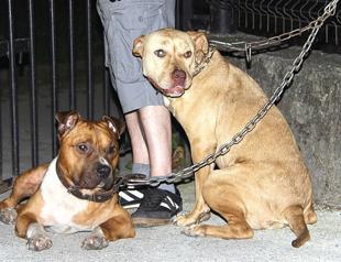 License should be acquired for pit bull ownership: Commission