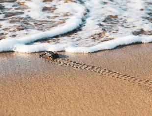 70,000 baby turtles make their way to sea