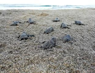 Caretta caretta break record at ancient Patara beach