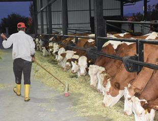 Milk yield increases with classical music