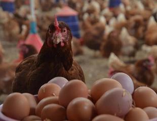 Poultry production up in September