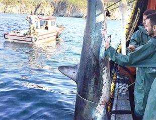 Turkish fisherman fined for punching, kicking shark