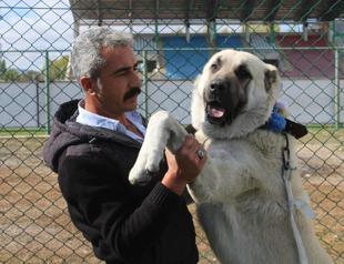 Kangal dogs compete in beauty pageant in Sivas
