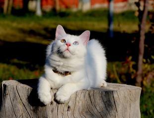 2 Van cats to join int’l cat beauty contest