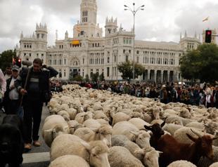 Sheep take over streets of Madrid for annual migration