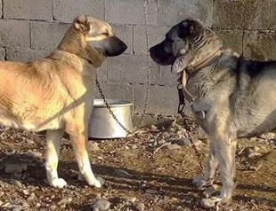 Up to 200,000 euros involved per dog fight: Report