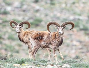 Fallow deer photographed in Taurus Mountains