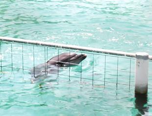 Animal commission proposes circus ban in Turkey