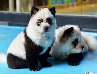 Panda dog cafe sparks China animal rights debate