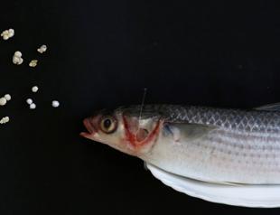 44 percent of fish in Turkish waters contain microplastics: Report
