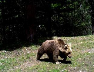 Migratory brown bears return to nests for hibernation