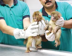 Survey to determine seized monkeys’ names