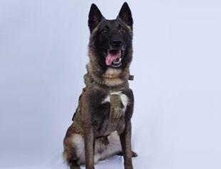 Trump releases photo of dog that chased Baghdadi