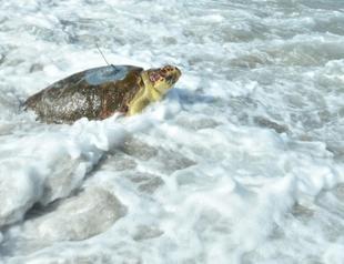 Sea turtle returns home after recovery