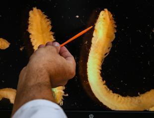 Over 50 new species discovered in Turkish waters