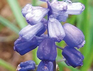 Two new members added to Turkey’s muscari family