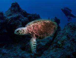 115,000 baby caretta carettas make it to sea in Turkey: Report