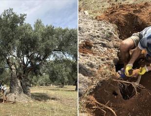 Turkish scientists determine age of centuries-old tree