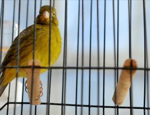 Trained Russian canaries to perform classical works in Turkey