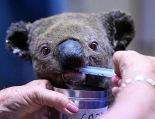 Two koalas rescued in Australia bushfire but fate of 100s unknown