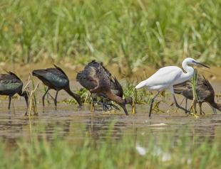 Decline of bird population first warning of breakdown: Expert
