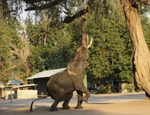 Zimbabwes severe drought killing elephants, other wildlife