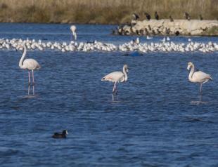 Flamingo colony lands on Istanbul lake