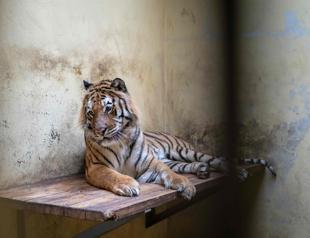 Stranded tigers recovering in Polish zoos