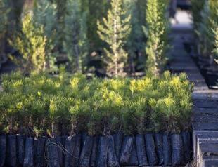 Turkish basketball club to support eco-project