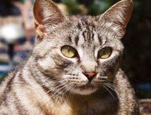 Cat killer to serve time behind bars