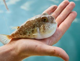 Invader puffer fish in Turkish seas to be exported, used in medicine: Minister