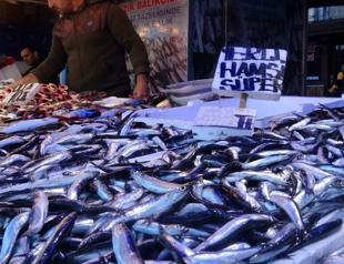 Anchovy prices drop as sea waters get cooler