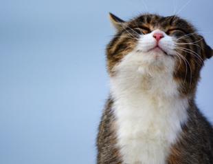 Turkey’s animal rights legislation underway