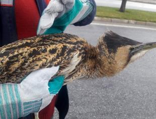‘Tired’ endangered bittern put under protection