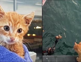 Stranded kitten rescued from the sea as mother waits